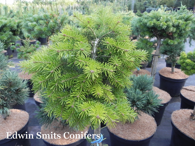 Abies sibirica 'Tavda' (KD # 04-2016)